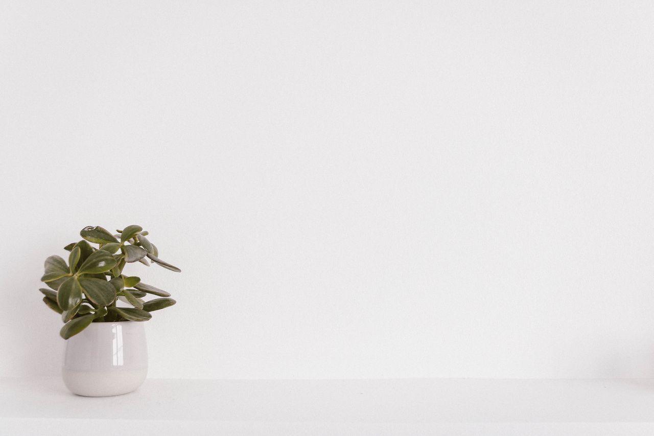 Service Elegant succulent plant in a white vase on a minimalist white background, ideal for modern decor themes.